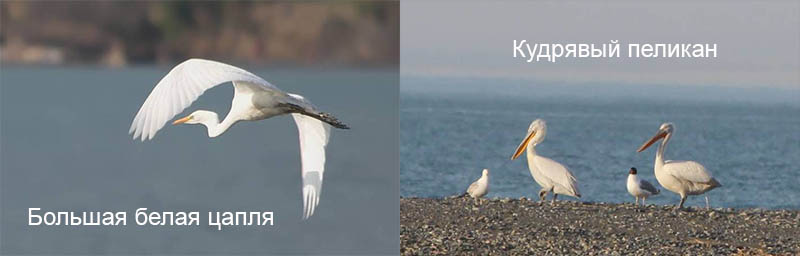 Кудрявый пеликан и Белая цапля