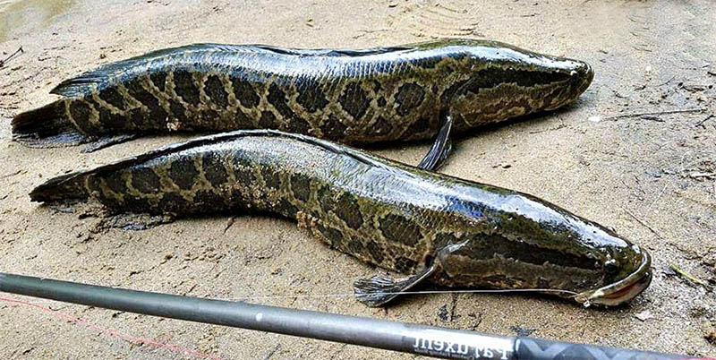 Рыбалка на Капчагае